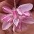 Close up of a pink lipped flower