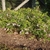 Form of the shrub in bloom
