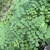Compound leves showing rounded leaflets