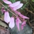 Raceme of pink flowers