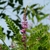 pinnately compound leaves and a spike of pink pea flowers.
