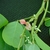 pinnately compound leaves and a spike of pink pea flowers.