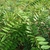 pinnately compound leaves