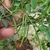 Long thin legumes