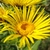 Lager flower with narrow rays surrounding yellow disc flowers