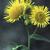 Inula britannica L.