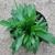 Inula britannica L.