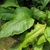 Large green basal leaves