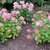 Three small shrubs with deep pink pompom flower clusters