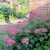 Pink pompom flower cluster