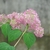 Pink pompom flower cluster
