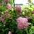Pink pompom flower cluster