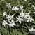 'Alberto Castillo' Flowers - April 6 - Wake Co., NC