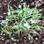 Ipheion uniflorum