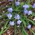 Ipheion uniflorum