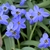 'Jesse' Six dark blue tepals with yellow anthers