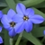 'Jesse' has six dark blue fpetals