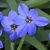 'Jesse' has six dark blue fpetals