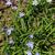 Ipheion uniflorum