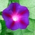 Deep purple trumpet-shaped flower with a whit throat