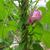 Ipomoea purpurea vine