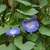 Flower, leaf and bud