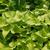 Ipomoea x batatas