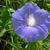 Ipomoea indica