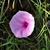Pinkish funnel-shaped flower with fused petals