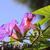 Ipomoea spp.