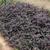 Ipomoea