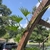 Vine twining around a structure