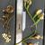 Seeds & Pods