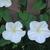 Ipomoea alba leaves and flowers