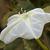 Ipomoea alba flower