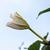 Ipomoea alba flower budding