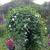 Ipomoea alba form