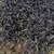 Sweetpotato vine with dark foliage.