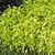 Deeply lobed leaves lime green in color.