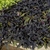 Mound of dark, purple-black leaves.