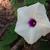 Ipomoea pandurata flower