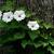 Ipomoea pandurata leaves and flowers