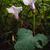 Ipomoea pandurata flower