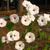 Ipomoea pandurata on fence
