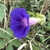 Side view of a purple trumpet-shaped flower