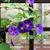 Ipoomoea purpurea