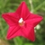 Close up of flower