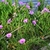 Form in bloom