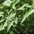 Green arrow-shaped leaves