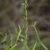 Twining stem